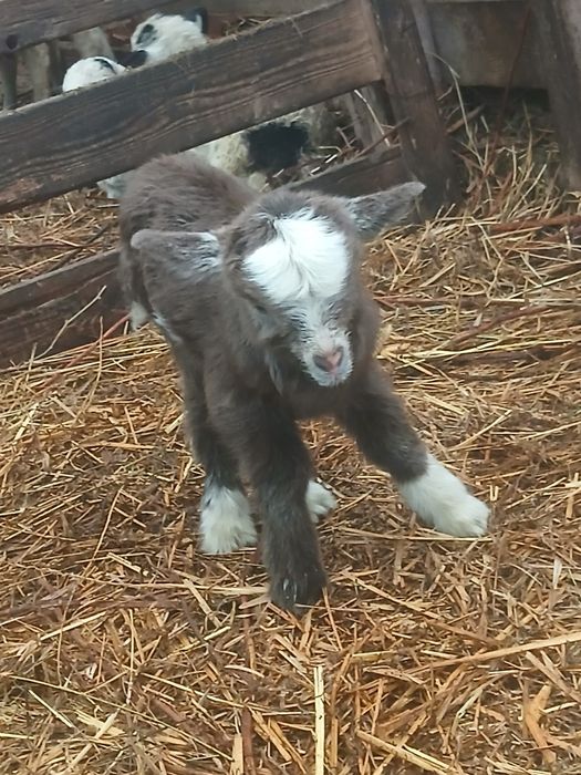 Vand iade de prasila