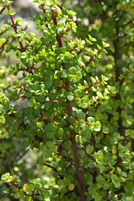 Портулакария афра (Portulacaria afra) — 25 см