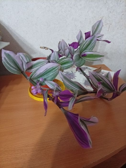 Цветы домашние продам