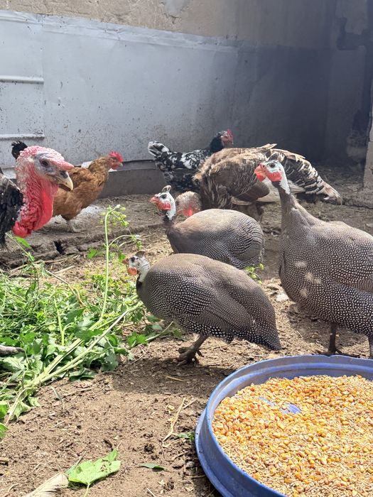 Продам цесарок и петух брамма