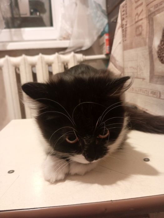 котенок девочка.