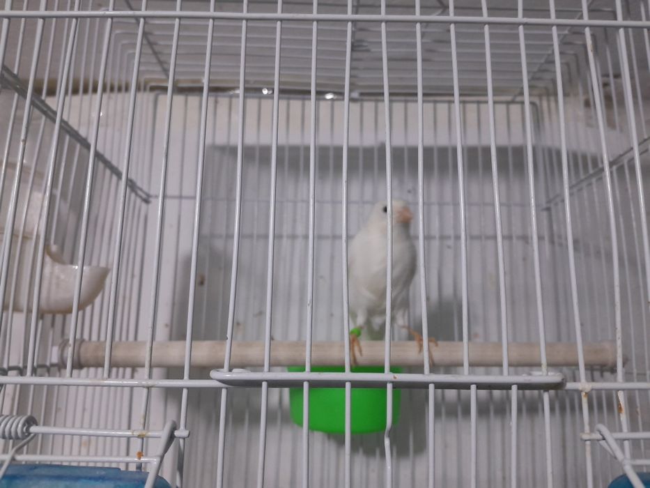 Канарейки поющие.