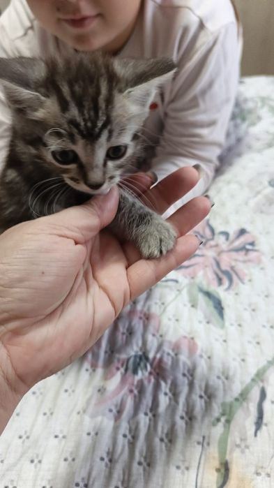 Отдам котят все коты в добрые руки
