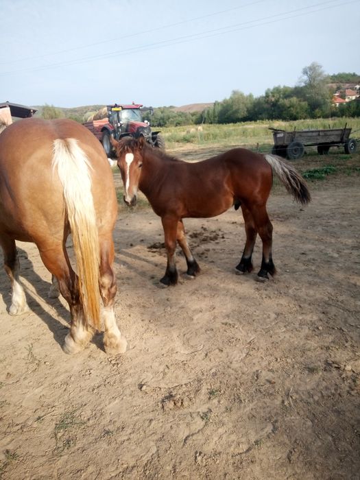 Vând mânz de 5 luni jumate