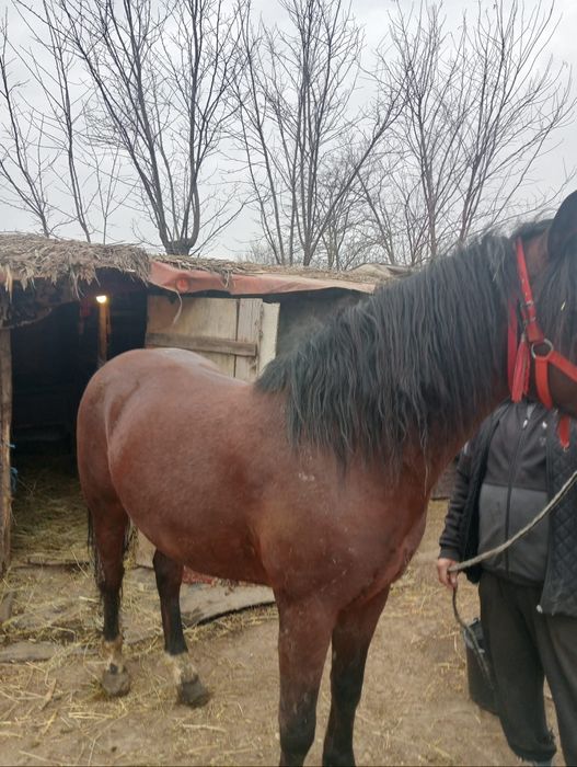 De vanzare cal de 3 ani