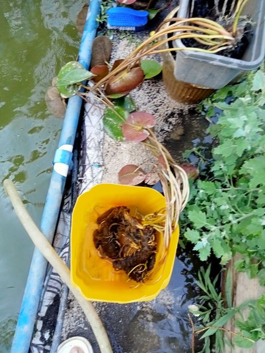 Нимфея или лотос