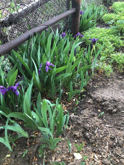 Ирис Бородатый Бордюрный