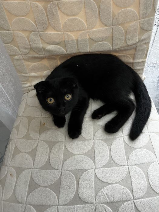 Котенок 3 месяца