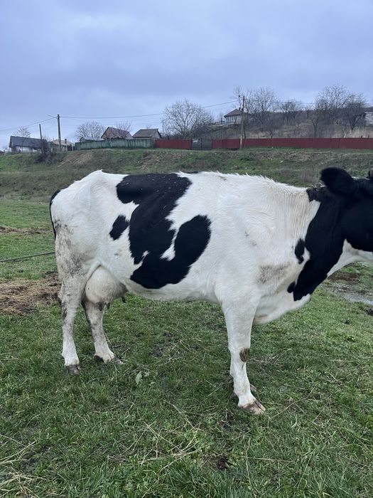 Vand vaca buna de lapte