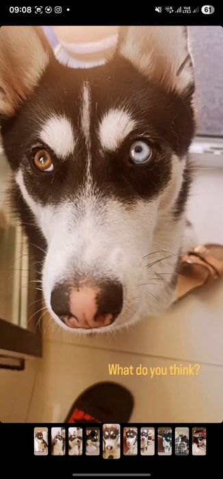 Adopții-husky siberian