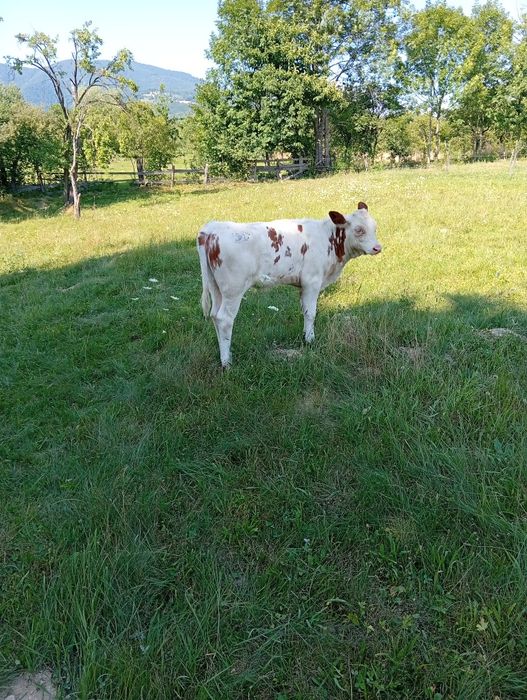 Vând vițea balțata  din vaca buna
