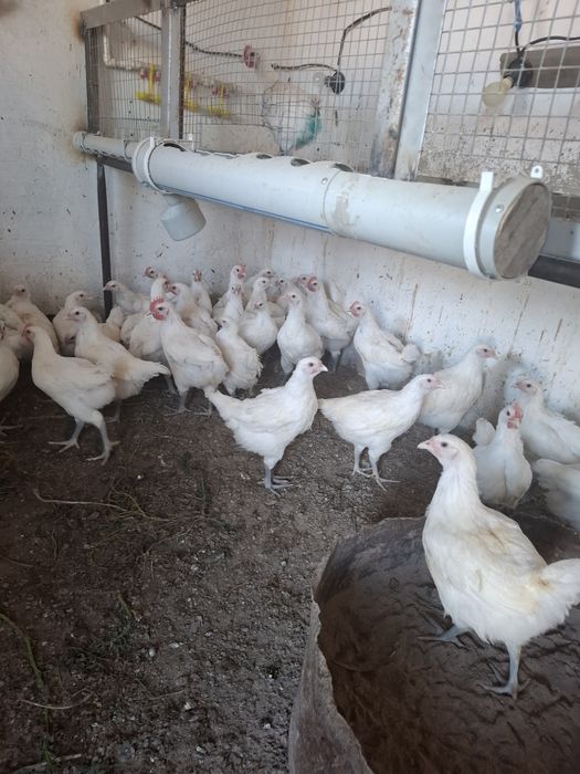 Продам птенцов Бресс Гальской породы