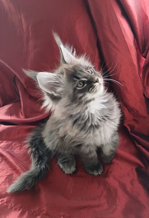 Maine Coon mascul, parinti cu pedigree