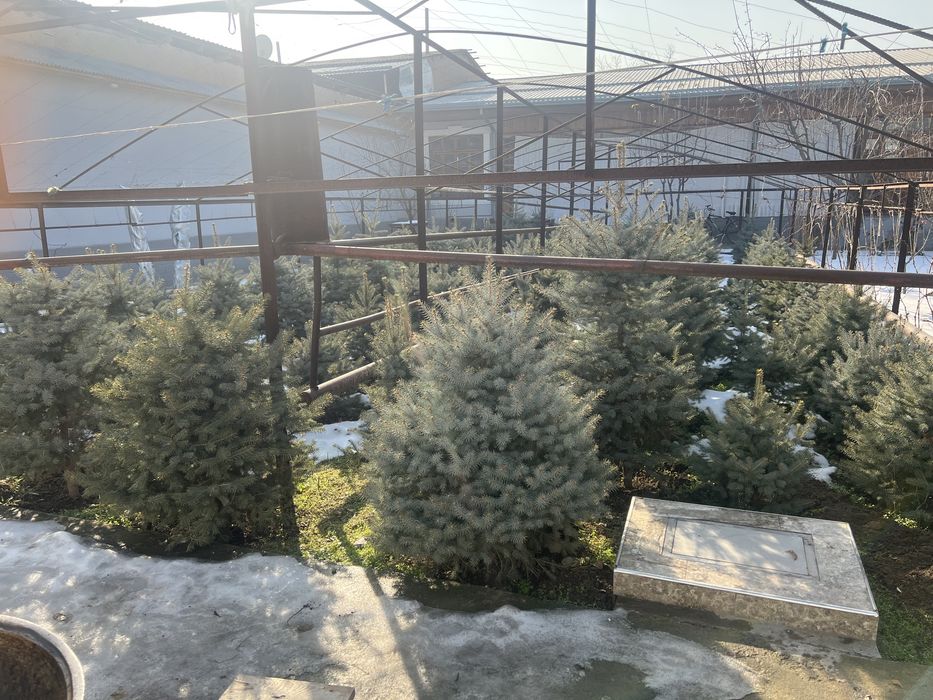 Archalar Galubaya El sfati zor