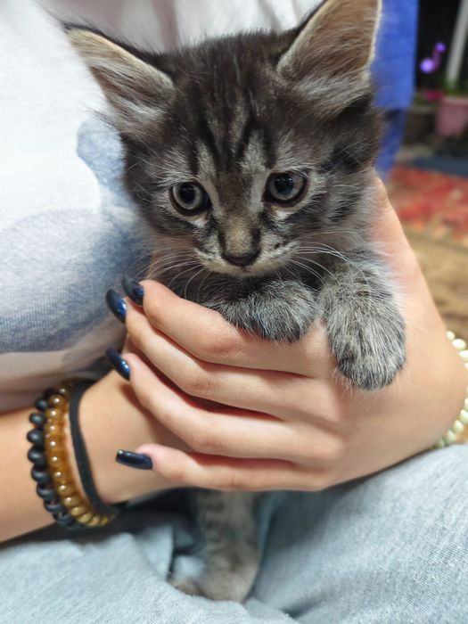 Котята ищут себе дом!