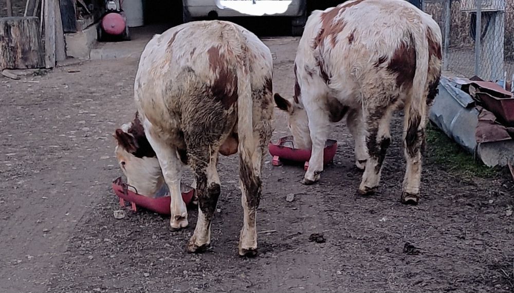 Vând tăurași pereche