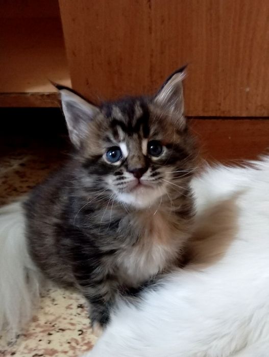 Котята породы Мейн Кун