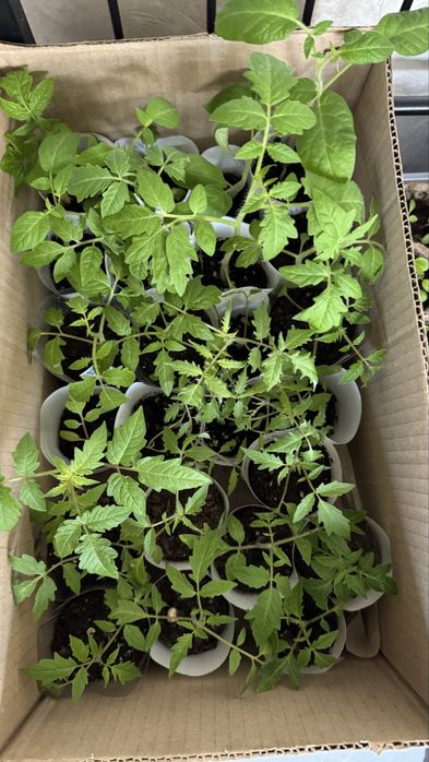 Рассада, помидоры, томаты, алоэ, красулы