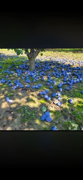 Vând prune de țuică