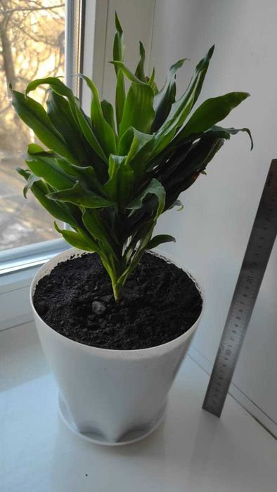 Драцена. (Dracaena).