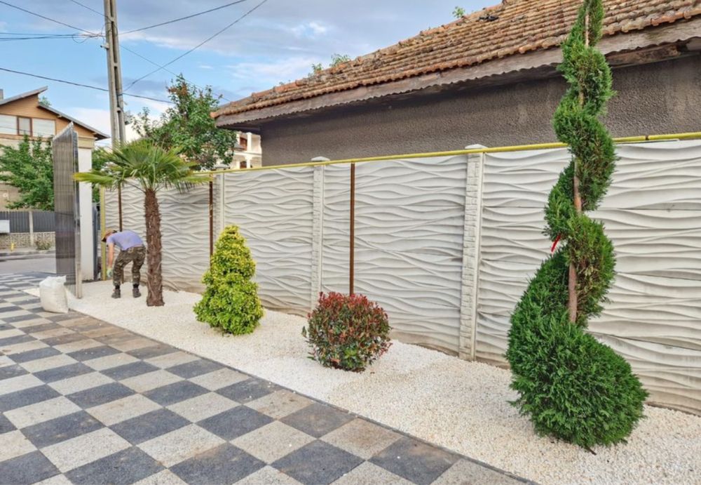 Mestecan alb plante ornamentale de orice specie sibiu