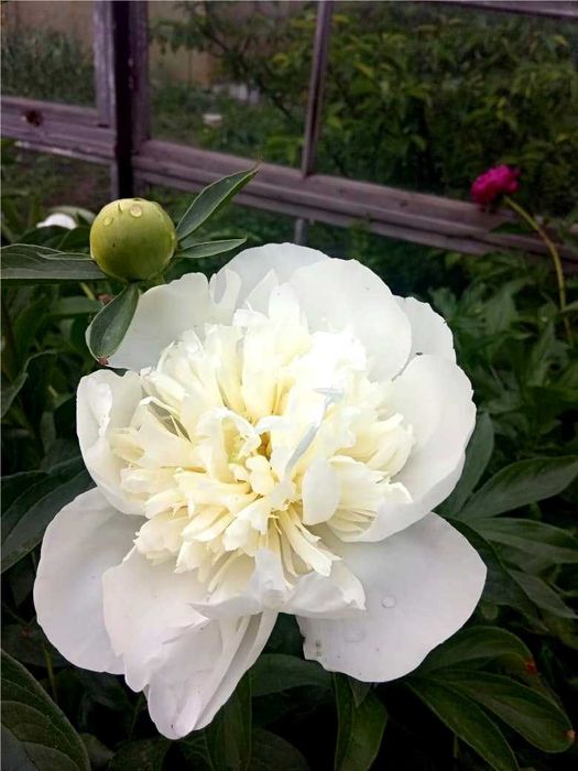 Продам ПИОН (белый)