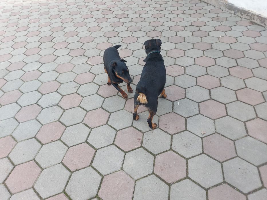 Ягдтерьер щенки Резерв