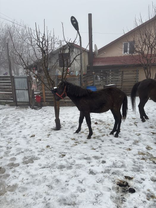 Cai de vanzare pentru tras la caruta