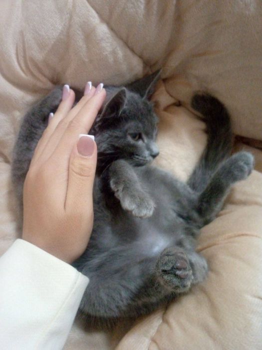 Породачный кот .