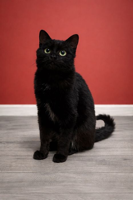 Отдам котика в добрые руки