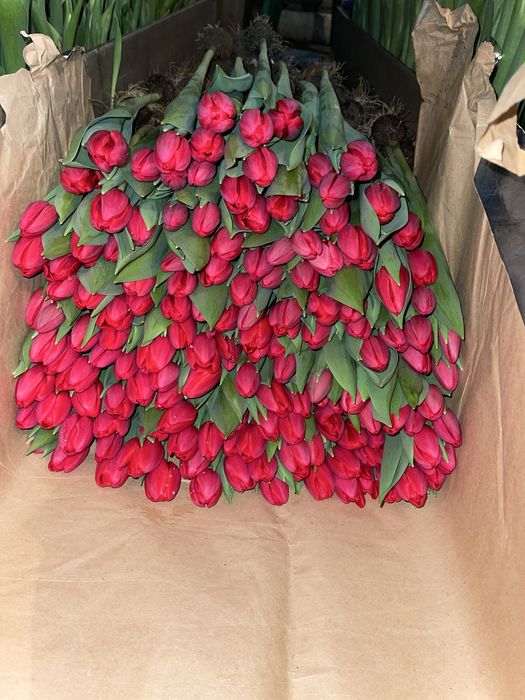 Тюльпаны оптом и в розницу