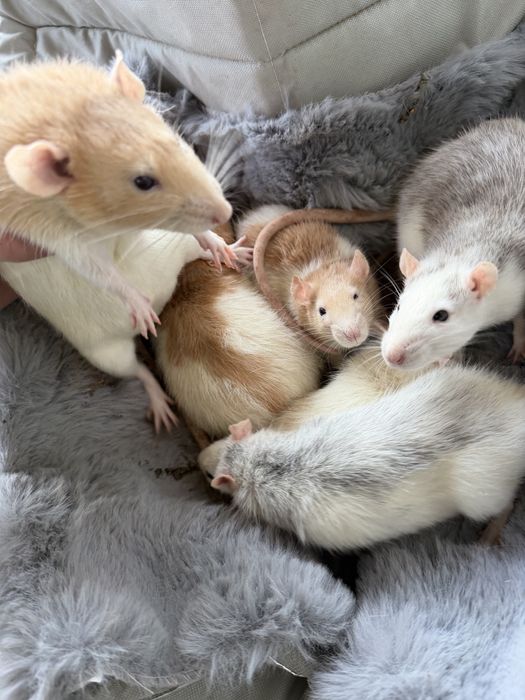 Vand șobolani de companie