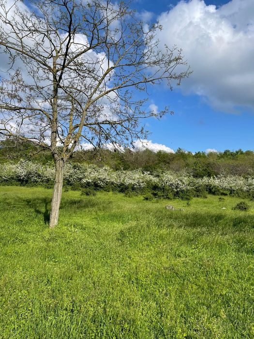 Vând teren 36500 mp Gulia