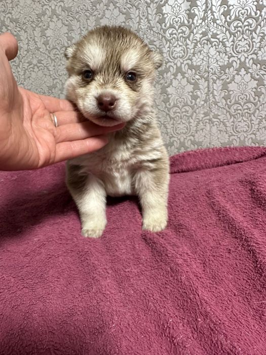 Щенки хаски продажа