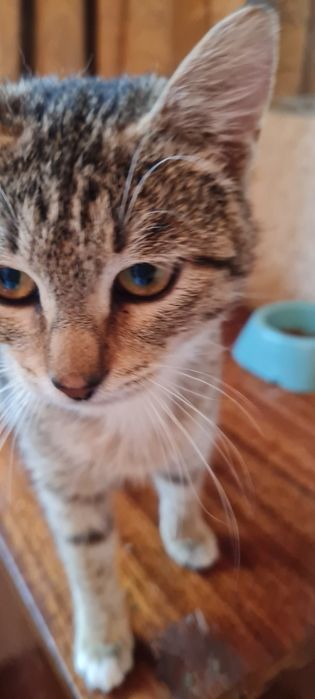 Отдам в добрые руки кошечку