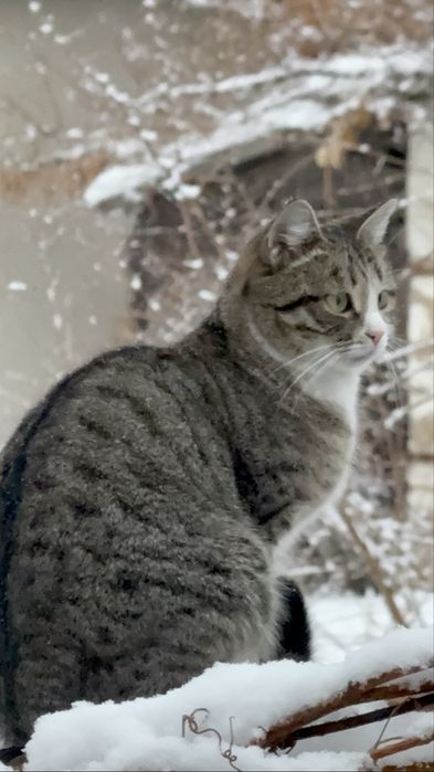 Пропала кошка Ника