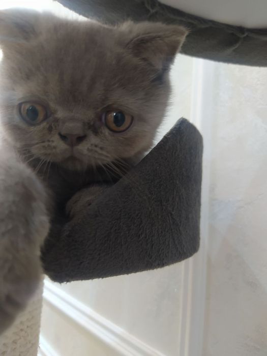 Продается котенок