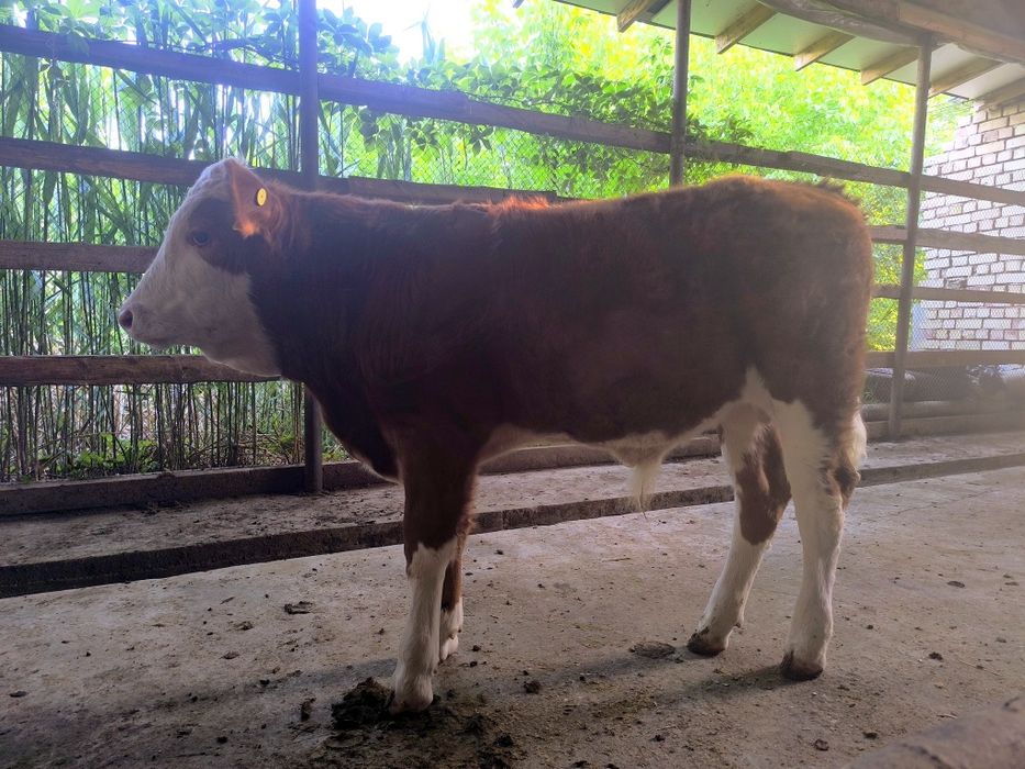 Smental buqa sotiladi