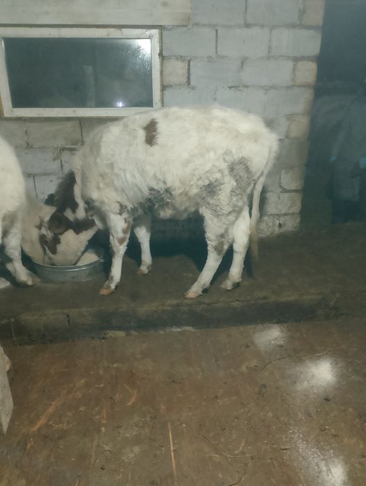 Сементал  баспақ қашарлар