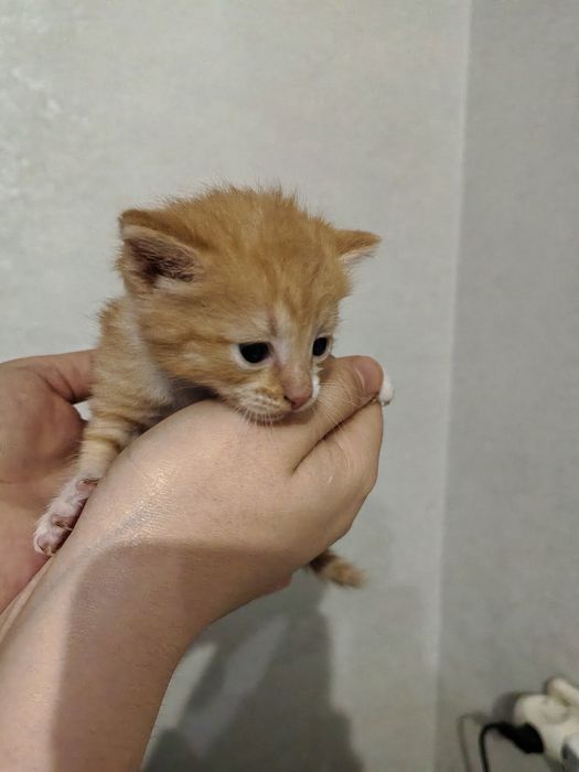 Котята в хорошие руки
