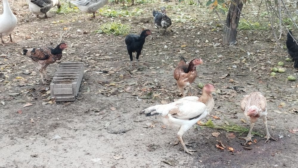 Продам курей хорошие лини