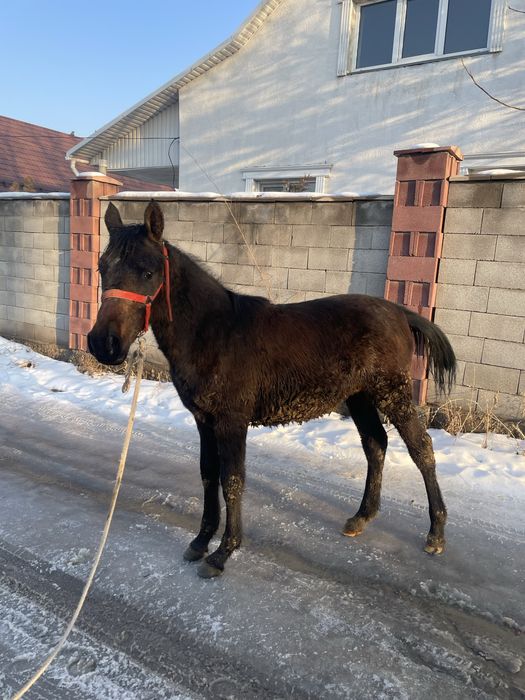 Продам Жеребенка