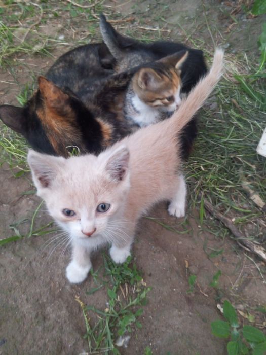 Отдам красивых котят