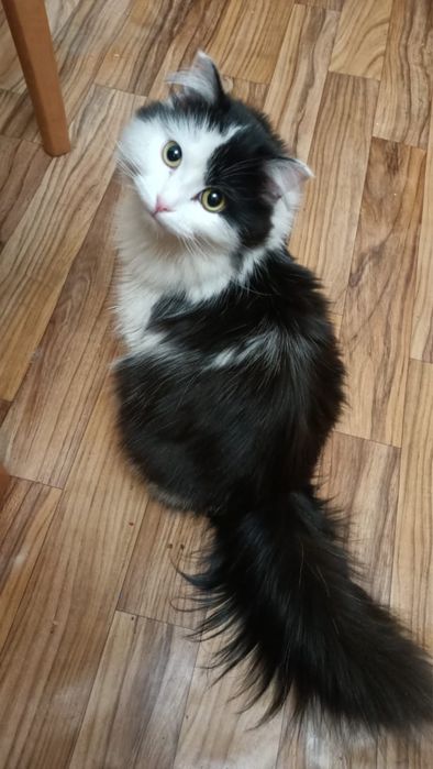 Кошку в Хорошие руки