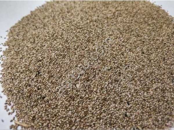 Семена Тимофеевки Луговой