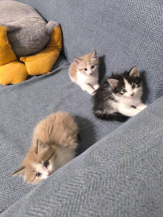 Отдам котят в хорошие руки