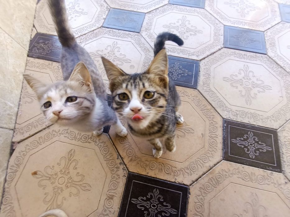 Домашние кошки ю