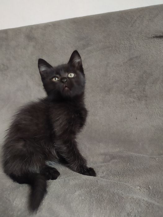 отдам котят в хорошие руки
