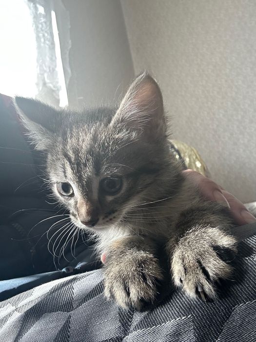 Отдам в добрые руки котят