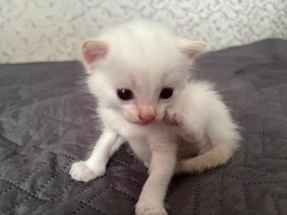 Отдам котят бесплатно
